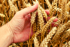 Se o grão de trigo não cair na terra não produzirá fruto